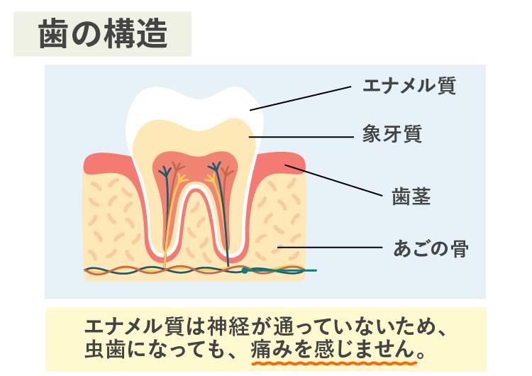 歯の構造エナメル質
